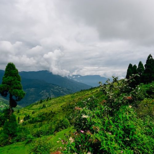 darjeeling tour